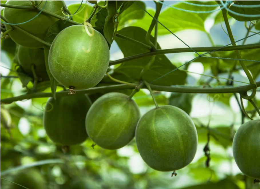 Monk Fruit in vine