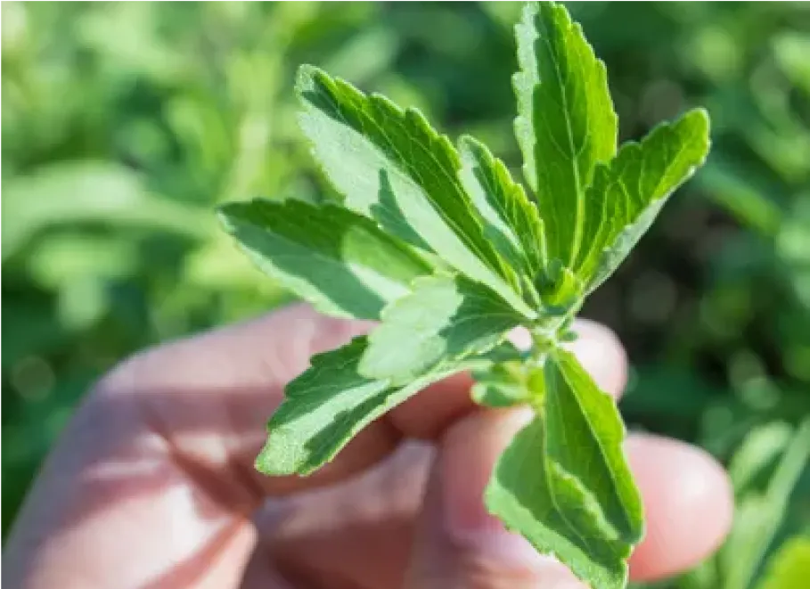 Fresh Stevia Leaves